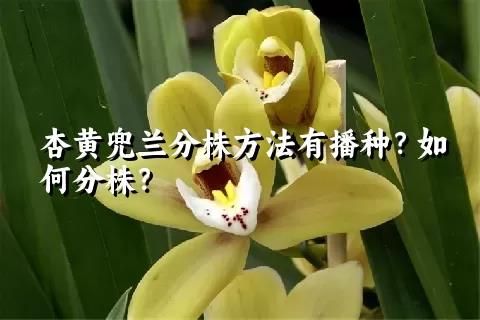 杏黄兜兰分株方法有播种？如何分株？