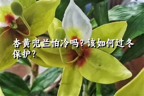 杏黃兜蘭怕冷嗎？該如何過冬保護(hù)？