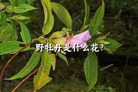 野牡丹是什么花？