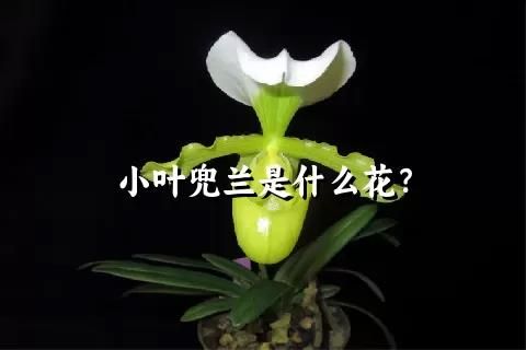 小葉兜蘭是什么花？