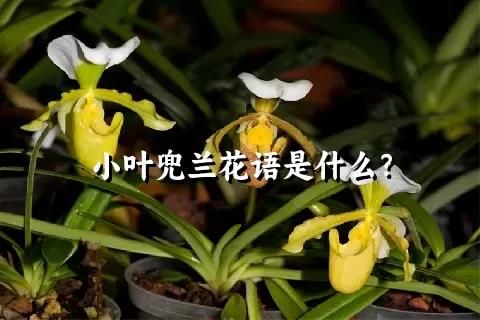 小葉兜蘭花語(yǔ)是什么？