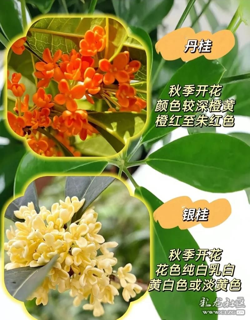桂花香里识深秋 - 关注森林