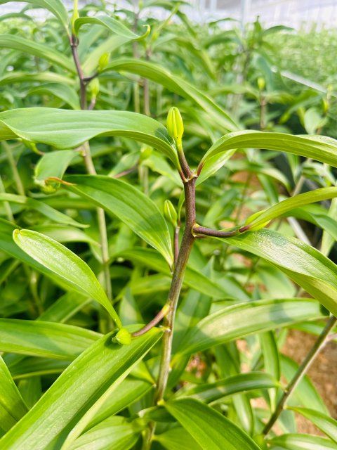 枝条顶部花苞饱满。10月15日摄。.jpg