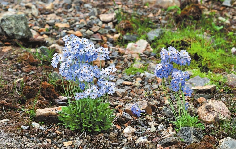 厚葉苞芽報春