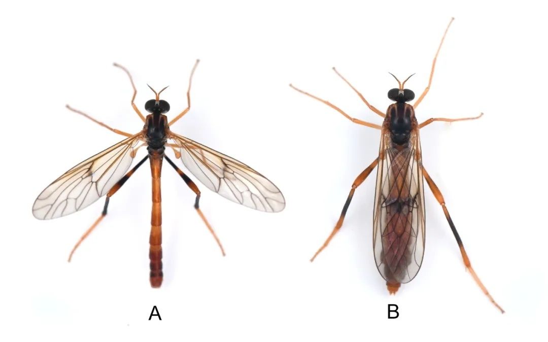 圖1：蒼山潛穴虻。A.雄性；B.雌性