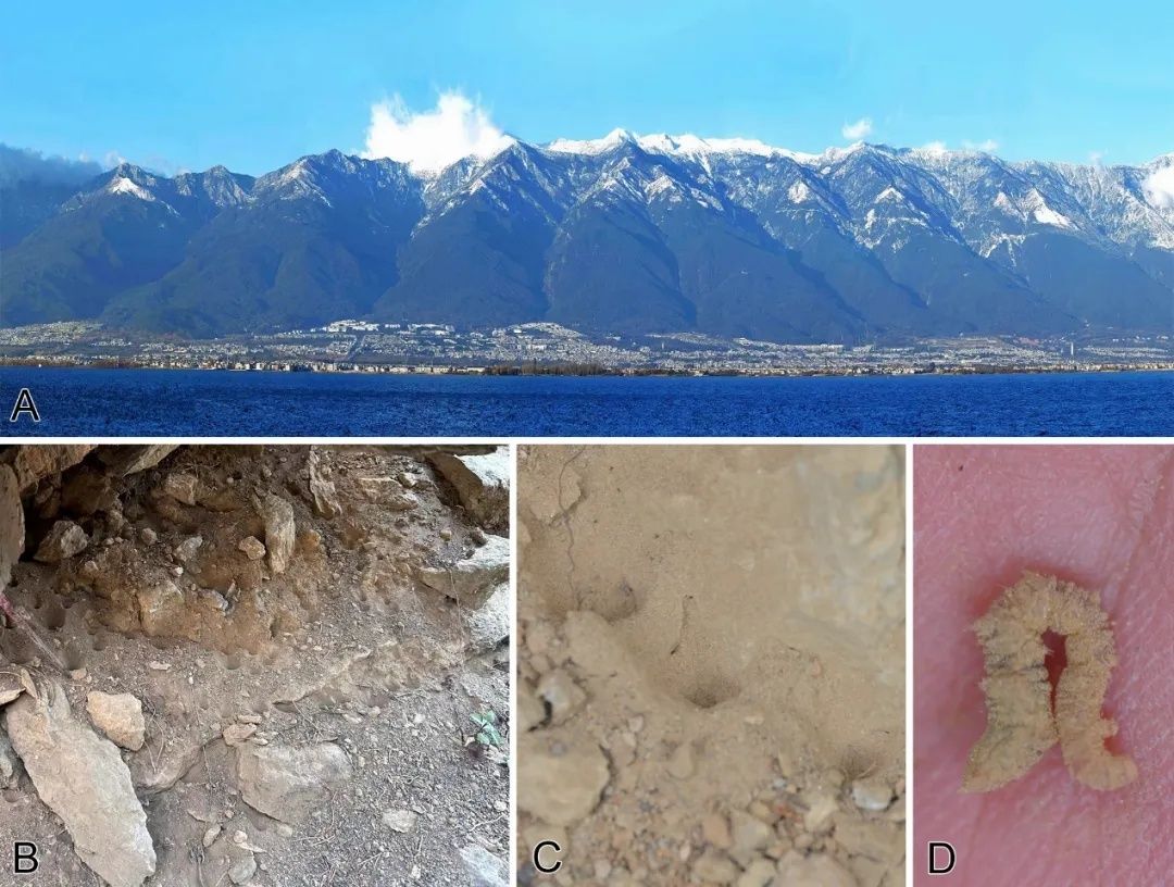 圖2：蒼山潛穴虻生境及生態(tài)圖。A.模式產(chǎn)地——大理蒼山；B,C.幼蟲生境；D.幼蟲