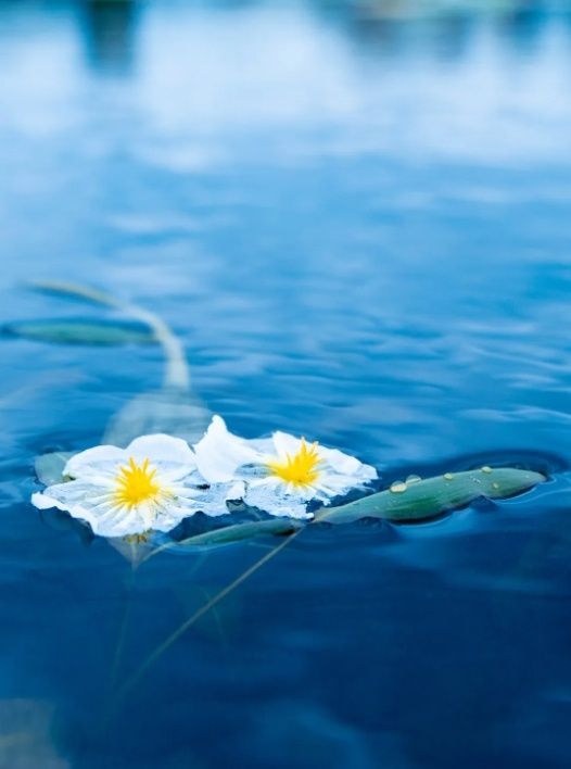 海菜花（大理州委宣傳部 供圖）