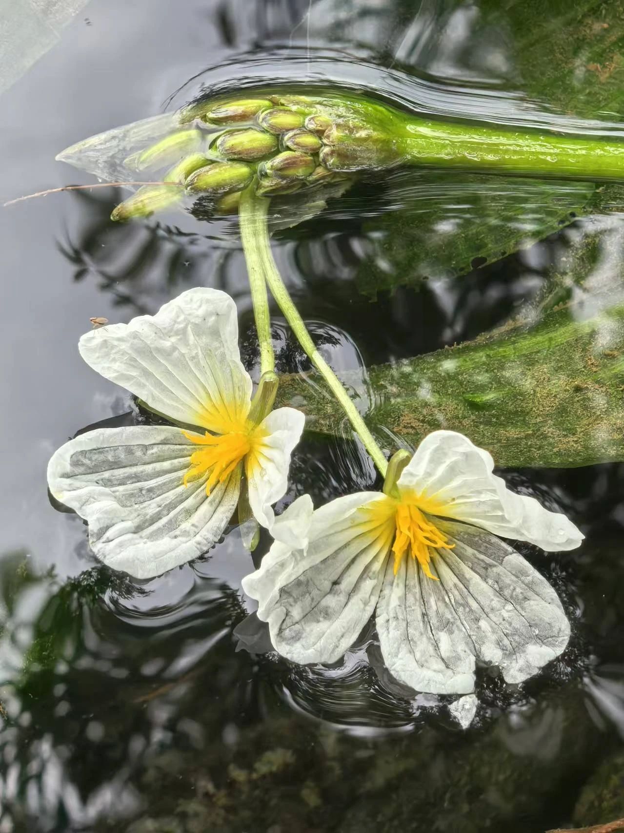 海菜花（曹璐 攝）