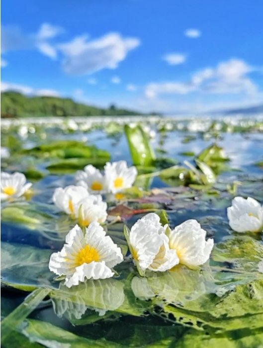 海菜花（楊繼培 攝）