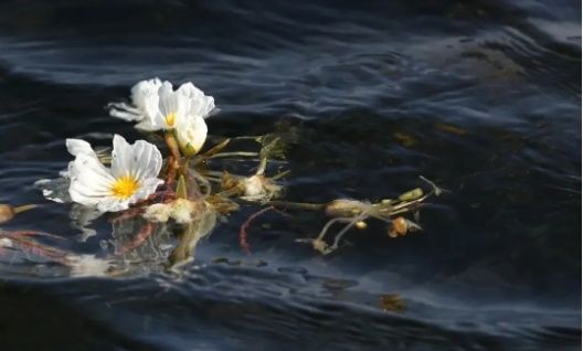 海菜花綻放滇池草海（黃興能 攝）