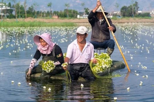 村民正在采收海菜花（羅新才 攝）