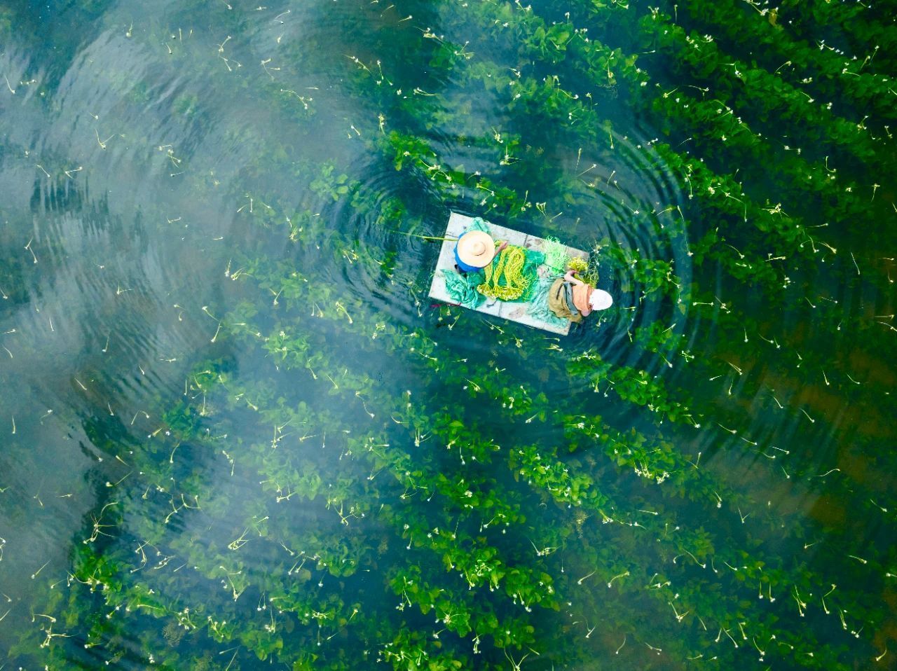 海菜花豐收（羅新才 攝）