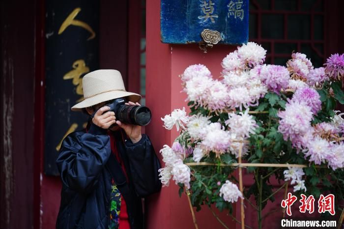 云南昆明：菊花盛开引游人