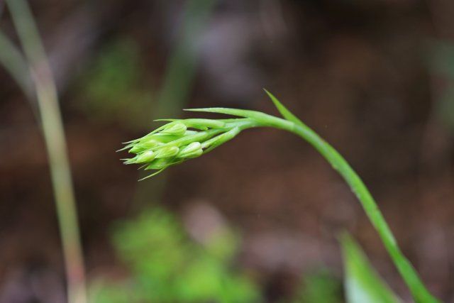 4. 龍須玉鳳花花苞 （10月26日） 郁云江攝.jpg