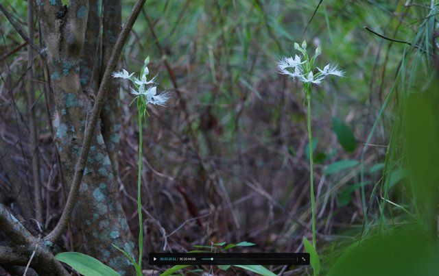 1. 龍須玉鳳花的小微生境（10月26日） 郁云江攝副本.jpg