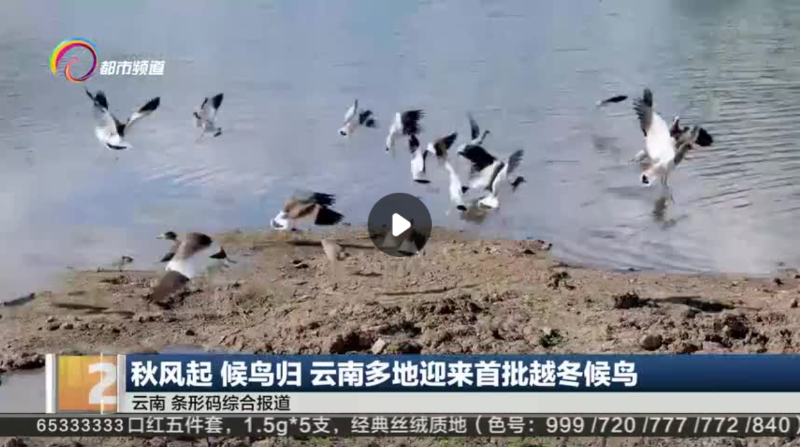秋风起 候鸟归 云南多地迎来首批越冬候鸟 - 关注森林