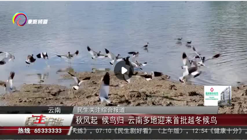 秋风起 候鸟归 云南多地迎来首批越冬候鸟 - 关注森林
