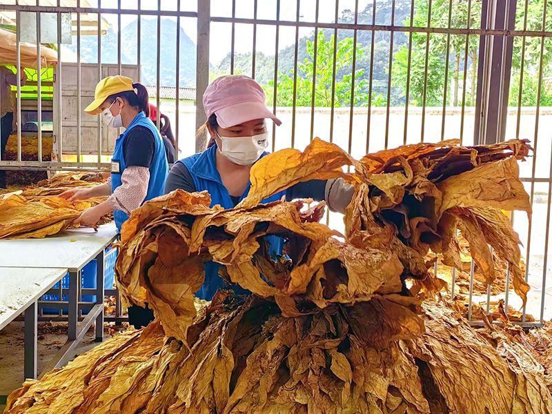 分级组长常意彩正对分级好的散叶装车 周泓 摄