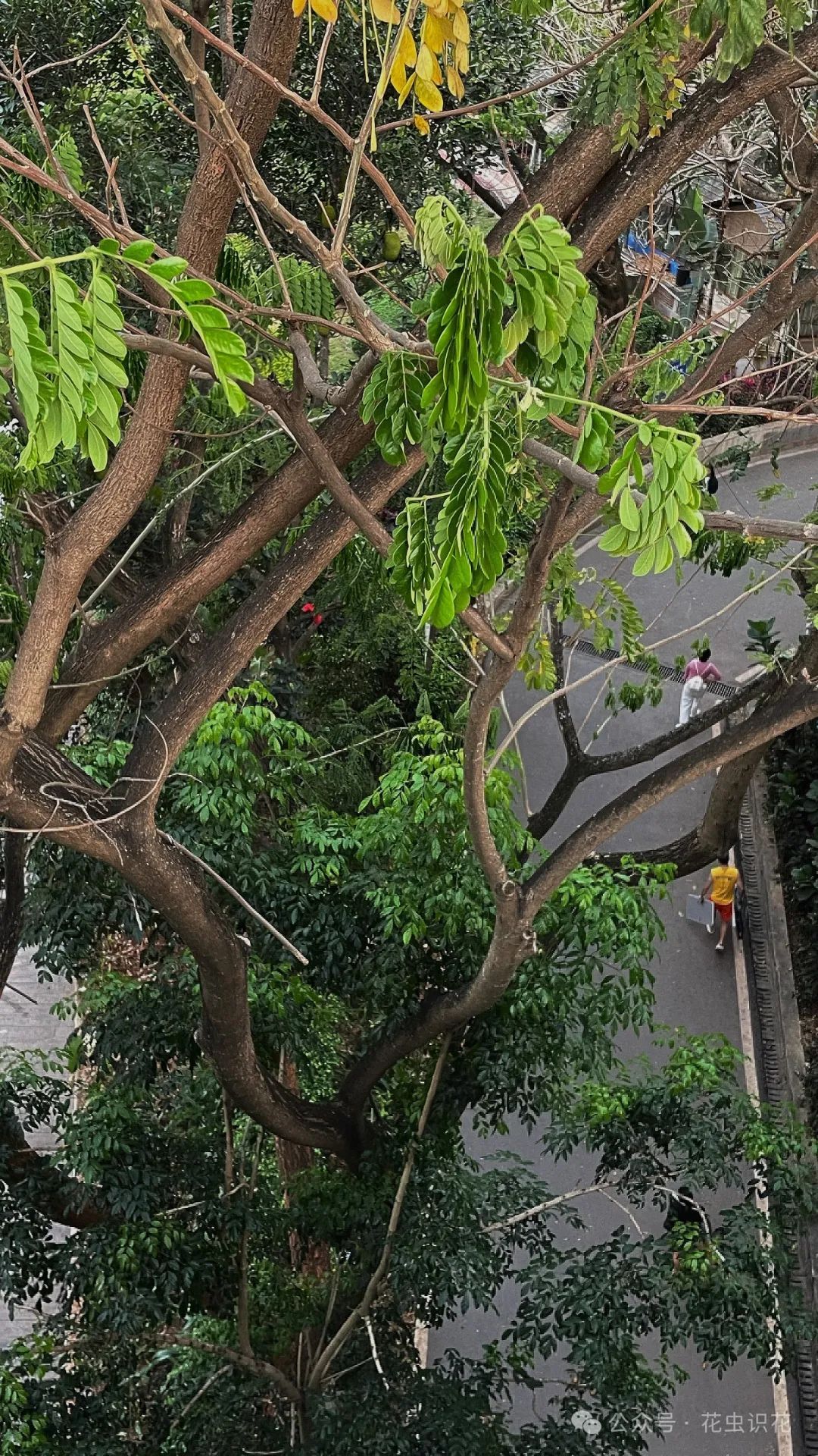 雨树(豆科 雨树属) - 关注森林