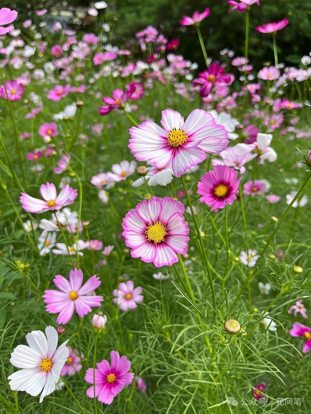 原色花卉病害虫百科 6 花卉科普】每天认识一种花-格桑花- 关注森林