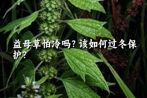 益母草怕冷吗？该如何过冬保护？