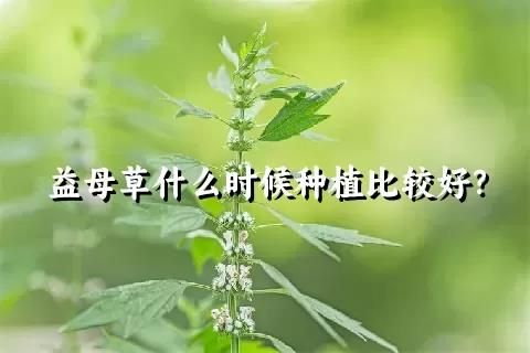 益母草什么时候种植比较好？