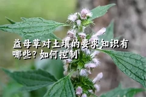 益母草对土壤的要求知识有哪些？如何控制