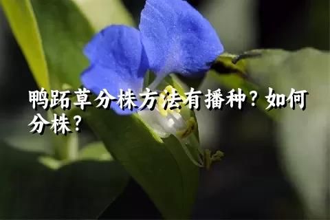 鸭跖草分株方法有播种？如何分株？