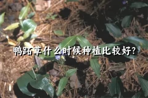 鸭跖草什么时候种植比较好？