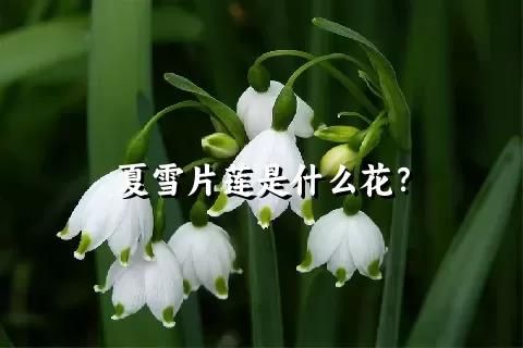 夏雪片莲是什么花？