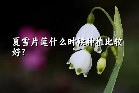 夏雪片莲什么时候种植比较好？