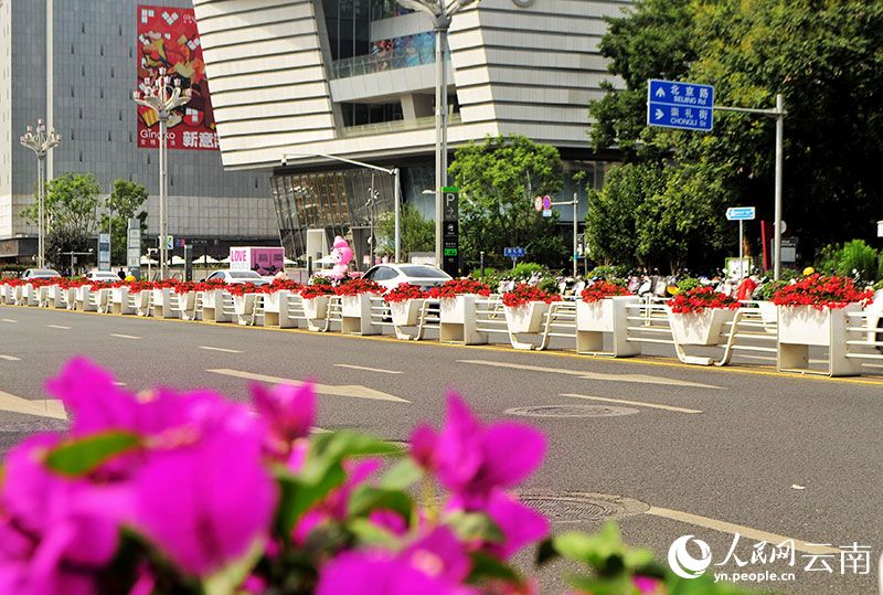 昆明市北京路沿线繁花似锦、绿树成荫。人民网记者 刘怡摄