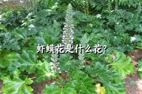 虾蟆花是什么花？