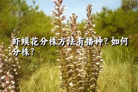 虾蟆花分株方法有播种？如何分株？