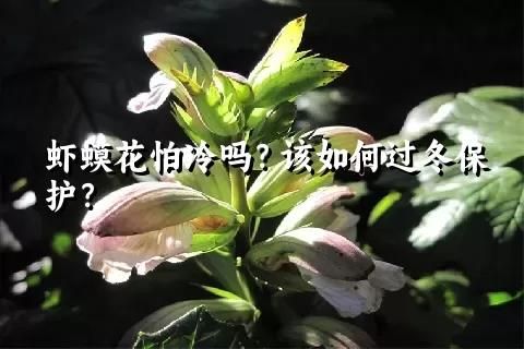 虾蟆花怕冷吗？该如何过冬保护？