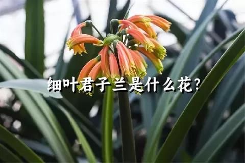 细叶君子兰是什么花？