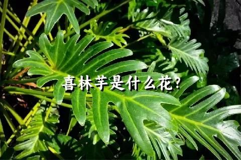 喜林芋是什么花？