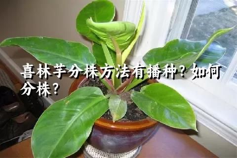 喜林芋分株方法有播種？如何分株？