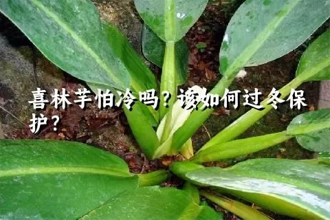 喜林芋怕冷嗎？該如何過冬保護(hù)？