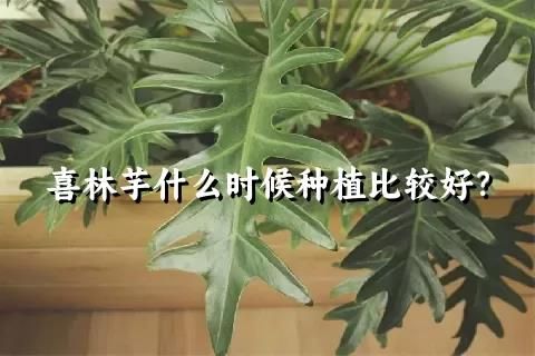 喜林芋什么時候種植比較好？