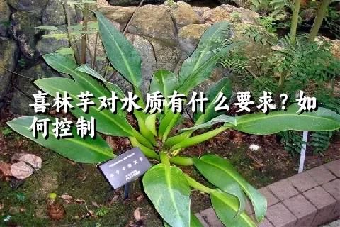 喜林芋對(duì)水質(zhì)有什么要求？如何控制