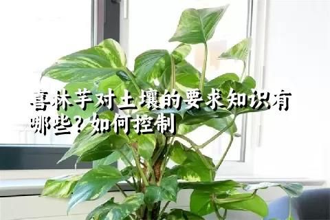 喜林芋對土壤的要求知識有哪些？如何控制