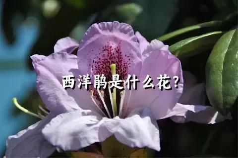 西洋鵑是什么花？