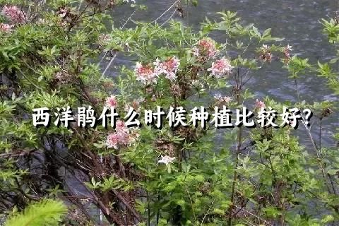 西洋鹃什么时候种植比较好？