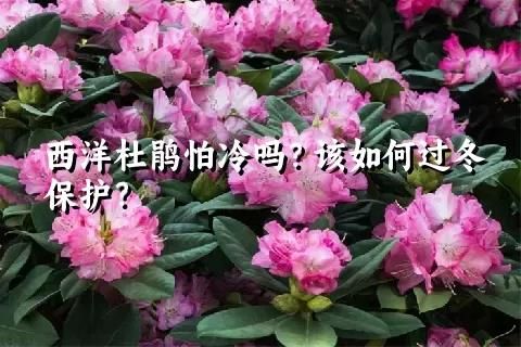 西洋杜鹃怕冷吗？该如何过冬保护？