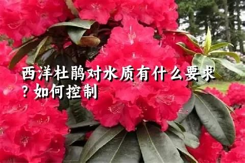 西洋杜鵑對水質(zhì)有什么要求？如何控制