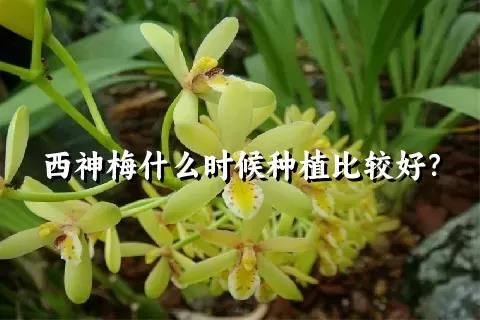 西神梅什么時(shí)候種植比較好？