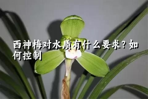 西神梅對(duì)水質(zhì)有什么要求？如何控制