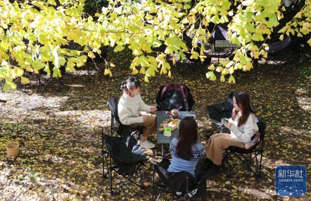 江東銀杏村旅游迎熱潮.jpg