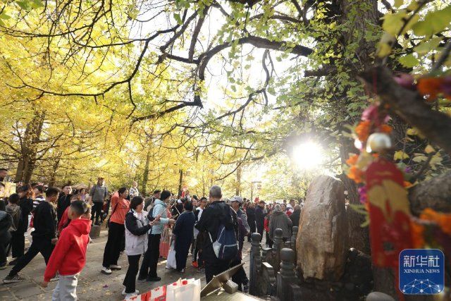 江東銀杏村旅游迎熱潮4.jpg